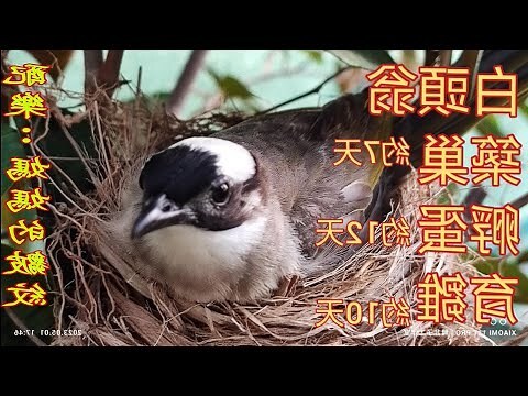 鳥 在家築巢